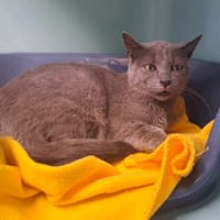 FANGORN QCT, chat à adopter
