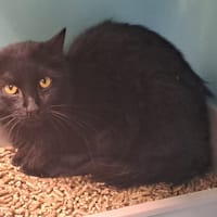 MORDOR QCT, chat à adopter