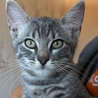 WILL, chat à adopter
