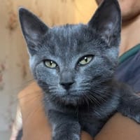 NANCY, chatte à adopter