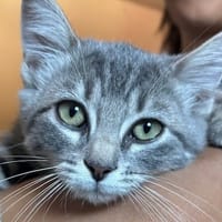 STEVIE, chatte à adopter