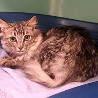 ISILDUR QCT, chat à adopter