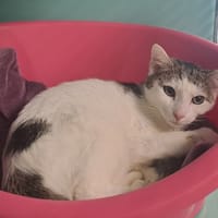 GONDOR QCT, chat à adopter