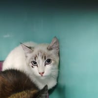 Sable, chat à adopter