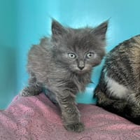 COLA, chatte à adopter