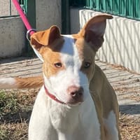 HOMARD DIT SHADOW, chien à adopter