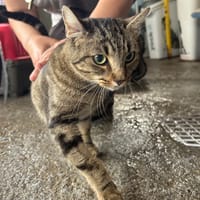 SARDINE A TROUVE SA FAMILLE, chatte à adopter