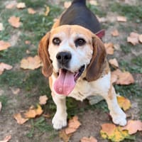 Merlin CAA16131, chien à adopter