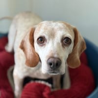 ESPERANZA, chienne à adopter