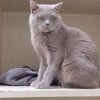 LEODAGAN PAB29175 EN DUO AVEC GUENIEVRE, chat à adopter