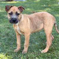 Minia CAA16129, chienne à adopter