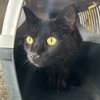 GOOFY, chatte à adopter