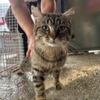 BANDIT A TROUVE SA FAMILLE, chat à adopter