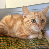 PACHA A TROUVE SA FAMILLE, chat à adopter
