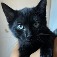 JONA, chat à adopter