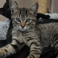 EDDIE, chatte à adopter