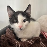 SUKI, chatte à adopter