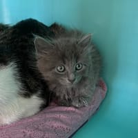 FANTA, chatte à adopter