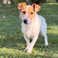 Rio CAA16128, chien à adopter