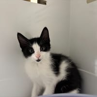 PERLE, chatte à adopter