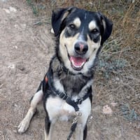 Urka, chien à adopter