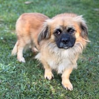 Crochet CAA16126, chien à adopter