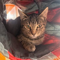 ZEBRA A TROUVE SA FAMILLE, chatte à adopter