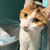 Bushi, chatte à adopter