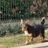 ASTRA, chienne à adopter