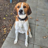 Ugo, chien à adopter