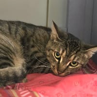 LILLY, chatte à adopter