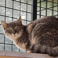 LOUISE, chatte à adopter