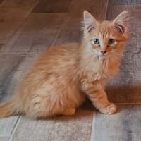 KAIRO (réservé), chat à adopter