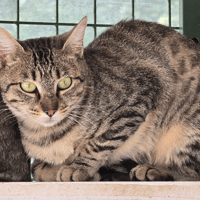 LUDIVINE, chatte à adopter
