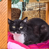 KONAN, chat à adopter