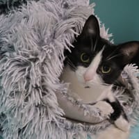 Takoma, chatte à adopter