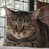 BELLISSIMA, chatte à adopter