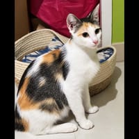 DUCHESSE, chatte à adopter
