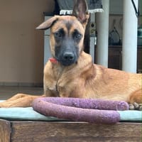 Ambre, je suis une gentille louloute, chienne à adopter