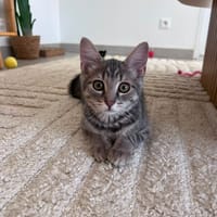 ivar, chat à adopter