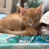 Simba, chat à adopter