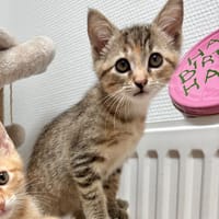 Cali, chatte à adopter