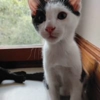 boubou, chat à adopter
