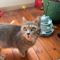 bastet, chatte à adopter