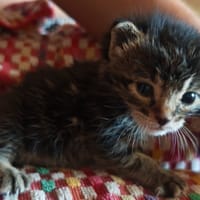 elio, chat à adopter