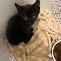 Salem, chat à adopter