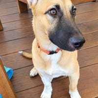 Isis la mini croisée malinoise, chienne à adopter