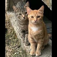 BALZAC ET SÉZANE, chat à adopter