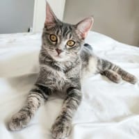 SHIVA, chatte à adopter