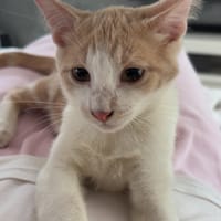Superman, chat à adopter